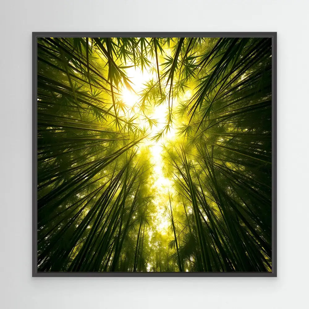 Sunlight filtering through tall bamboo stalks reaching skyward.